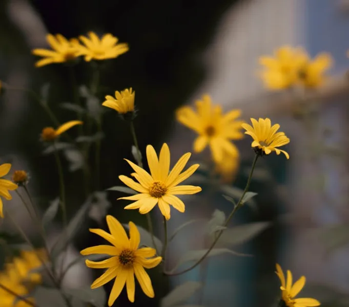 Heliopsis Summer Sun - Heliopsis helianthoides 'Summer Sun'