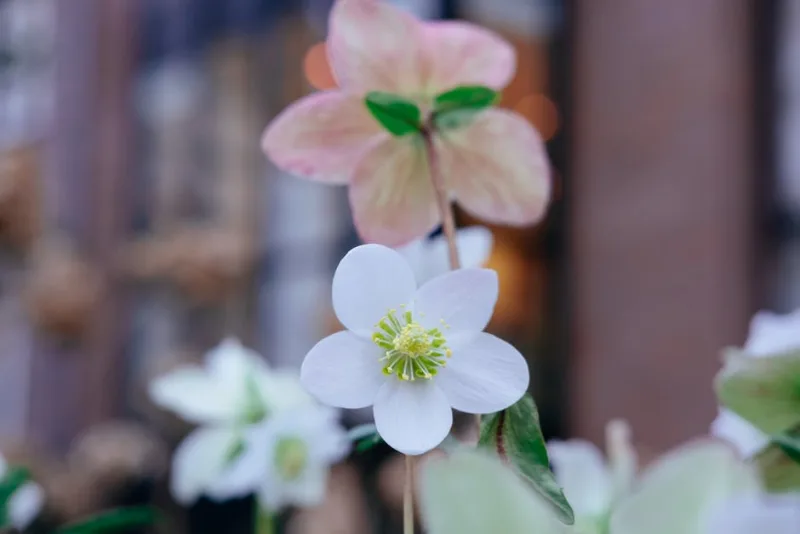 Helleborus Foetidus - Helleborus foetidus