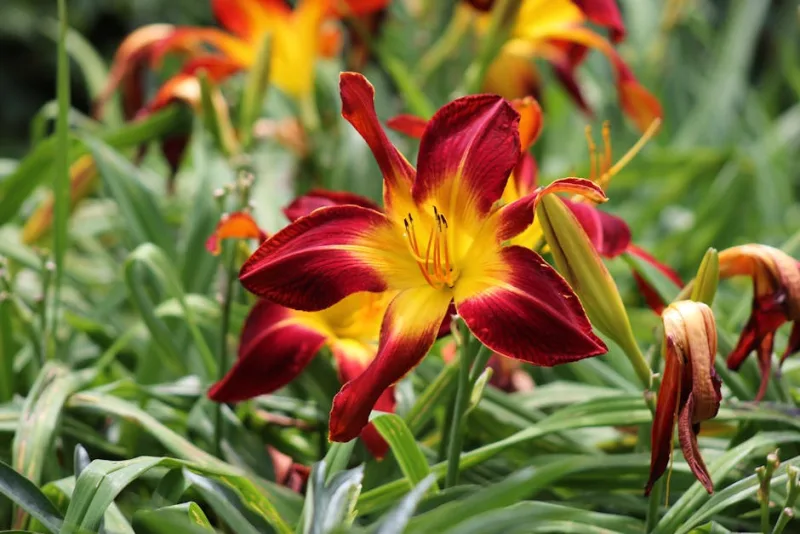 Hemerocallis Pardon Me - Hemerocallis 'Pardon Me'