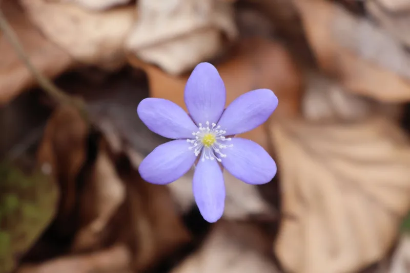 Hepatica Nobilis - Hepatica nobilis