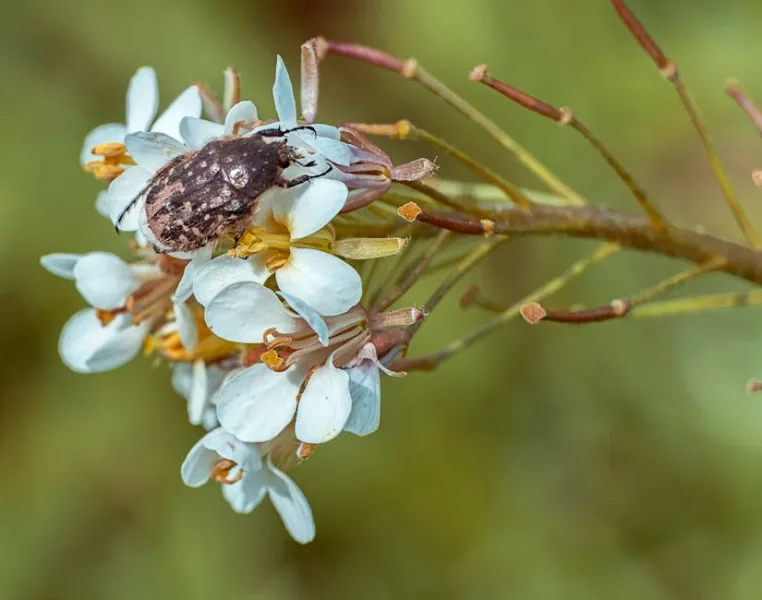 Hesperis - Hesperis matronalis