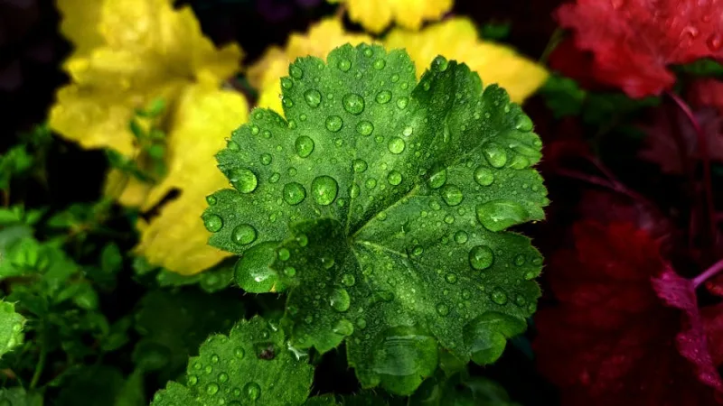 Heuchera Obsidian - Heuchera 'Obsidian'