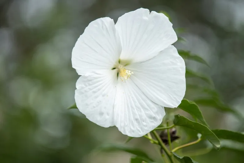 Hibiscus Moscheutos - Hibiscus moscheutos