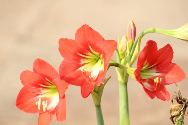 Hippeastrum Red Lion - Hippeastrum 'Red Lion'