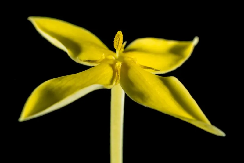 Holboellia Coriacea - Holboellia coriacea