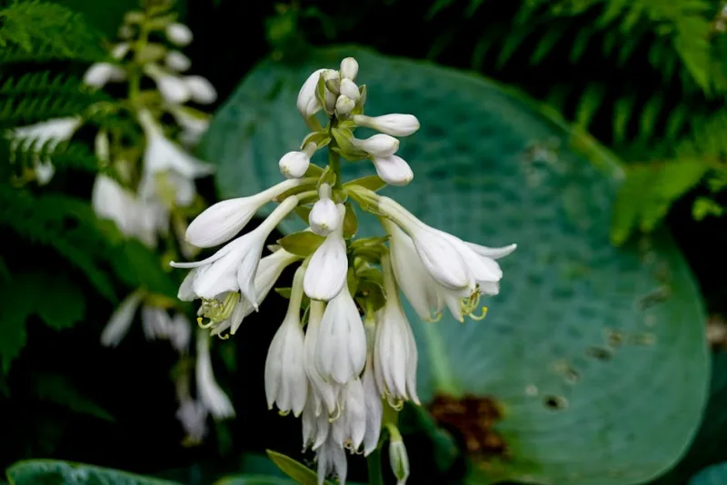 Hosta Patriot - Hosta 'Patriot'