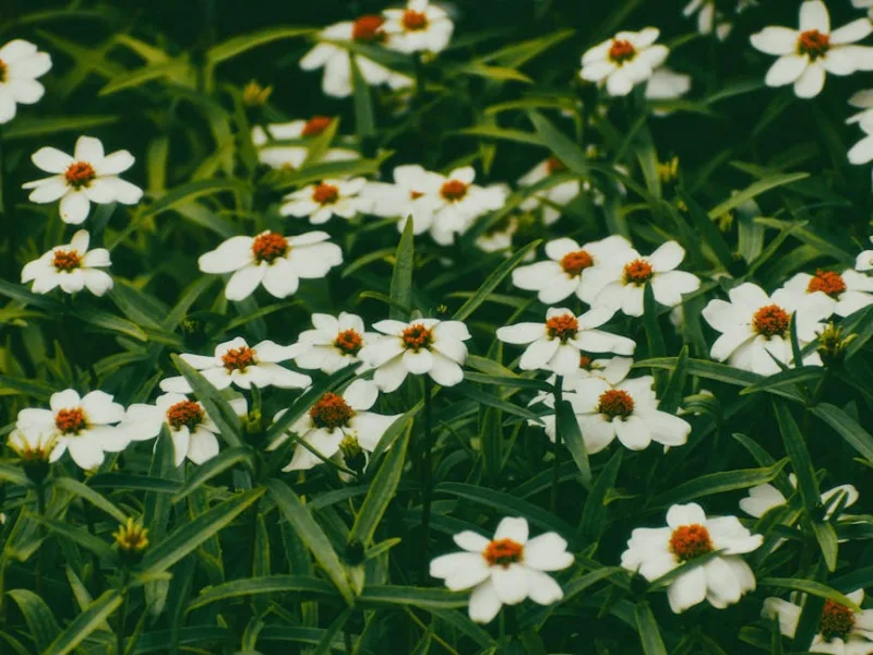 Houttuynia Cordata - Houttuynia cordata