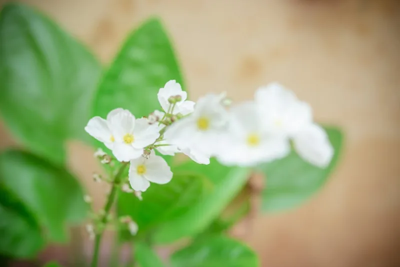Houttuynia - Houttuynia cordata