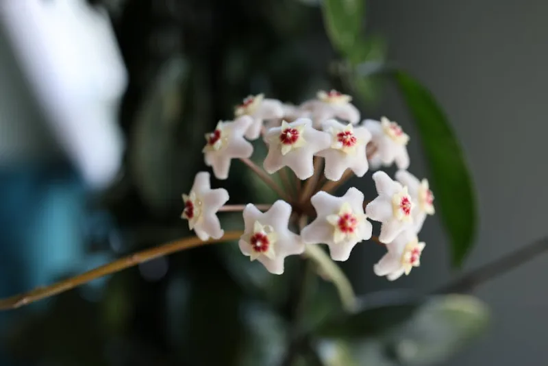 Hoya - Hoya carnosa