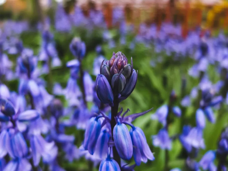 Hyacinthoides Hispanica - Hyacinthoides hispanica