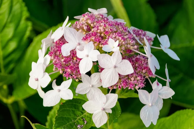 Hydrangea Petiolaris - Hydrangea petiolaris