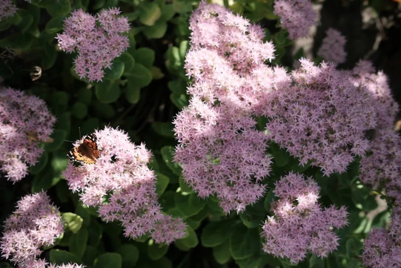 Hylotelephium - Hylotelephium 'Autumn Joy'