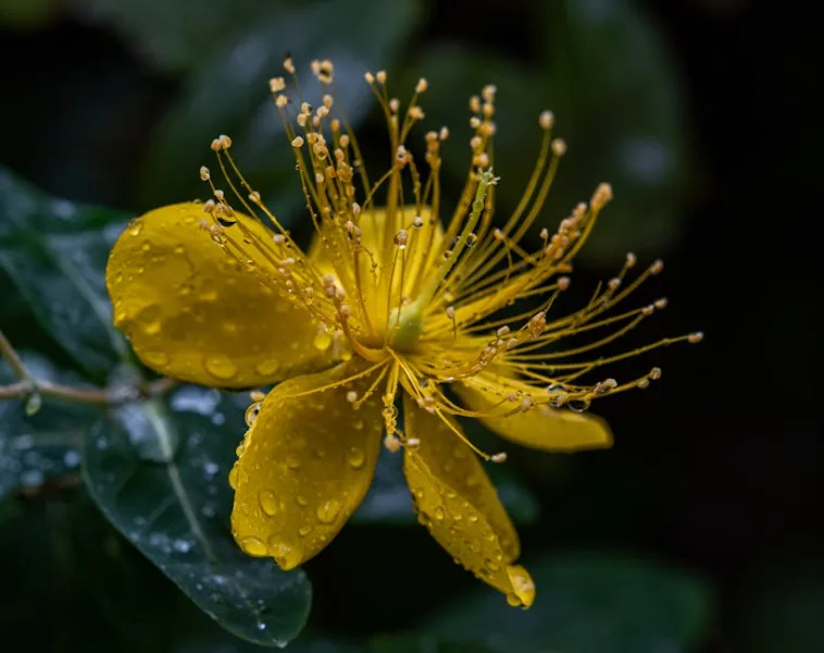 Hypericum Arbusto - Hypericum × hidcoteense
