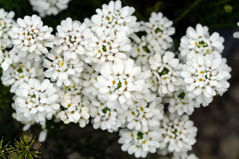 Iberis - Iberis sempervirens