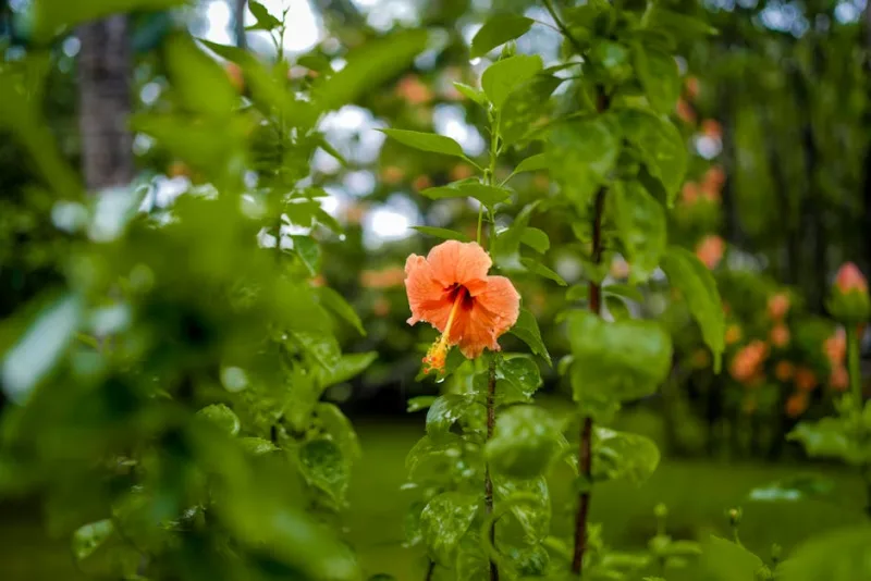 Ibisco Cooperi Variegato - Hibiscus 'Cooperi'