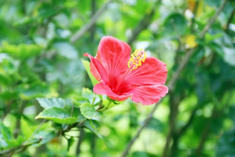 Ibisco Tropicale - Hibiscus rosa-sinensis