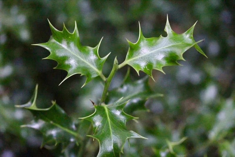 Ilex Aquifolium - Ilex aquifolium