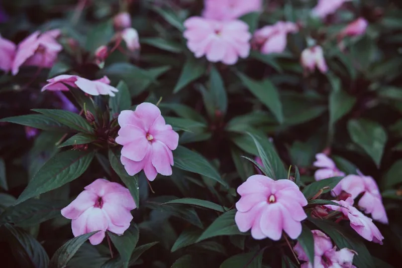 Impatiens Double Fiesta - Impatiens walleriana 'Double Fiesta'