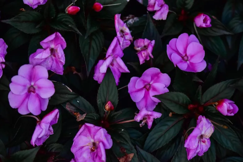 Impatiens Nuova Guinea - Impatiens hawkeri