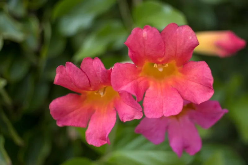 Incarvillea - Incarvillea delavayi