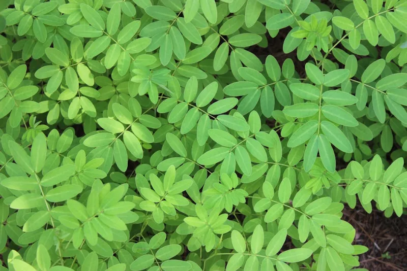 Indigofera - Indigofera heterantha