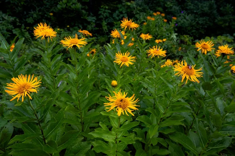Inula Magnifica - Inula magnifica