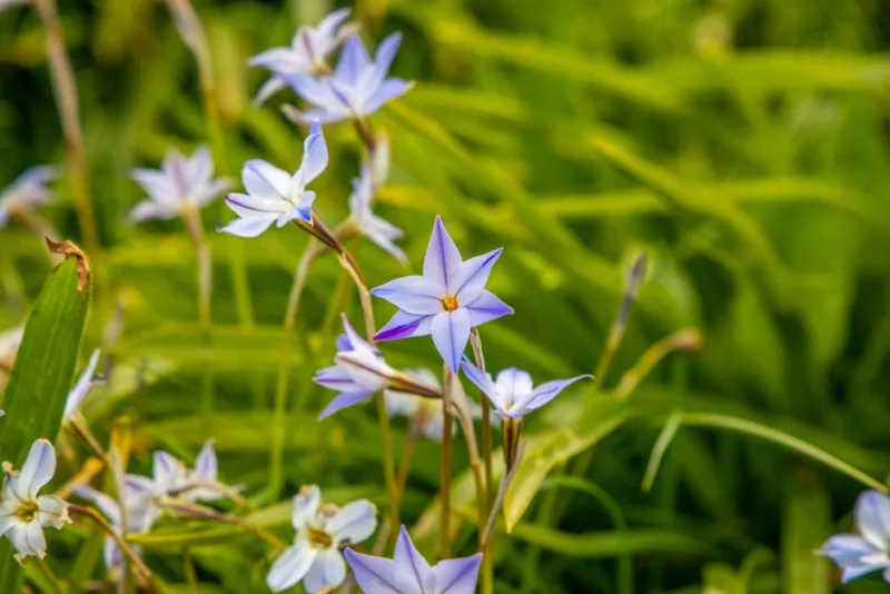 Ipheion - Ipheion uniflorum