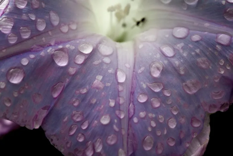 Ipomoea Nil - Ipomoea nil