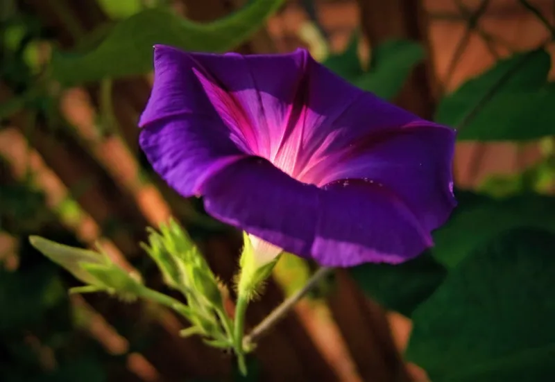 Ipomoea Purpurea - Ipomoea purpurea