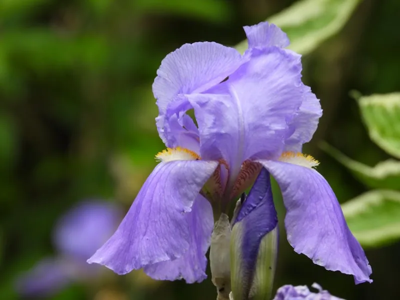 Iris Barbuto Beverly Sills - Iris germanica 'Beverly Sills'