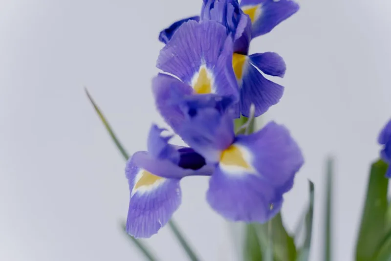 Iris Germanica Blue - Iris germanica (blue)