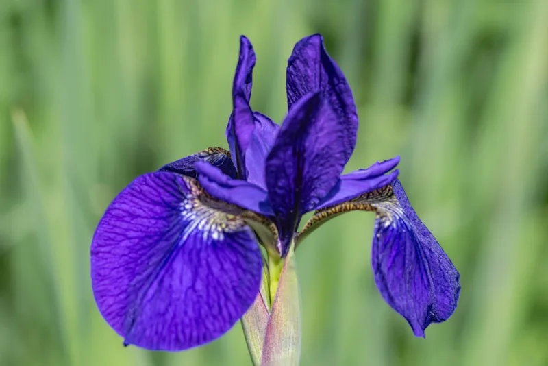 Iris Kaempferi - Iris ensata 'Kaempferi'