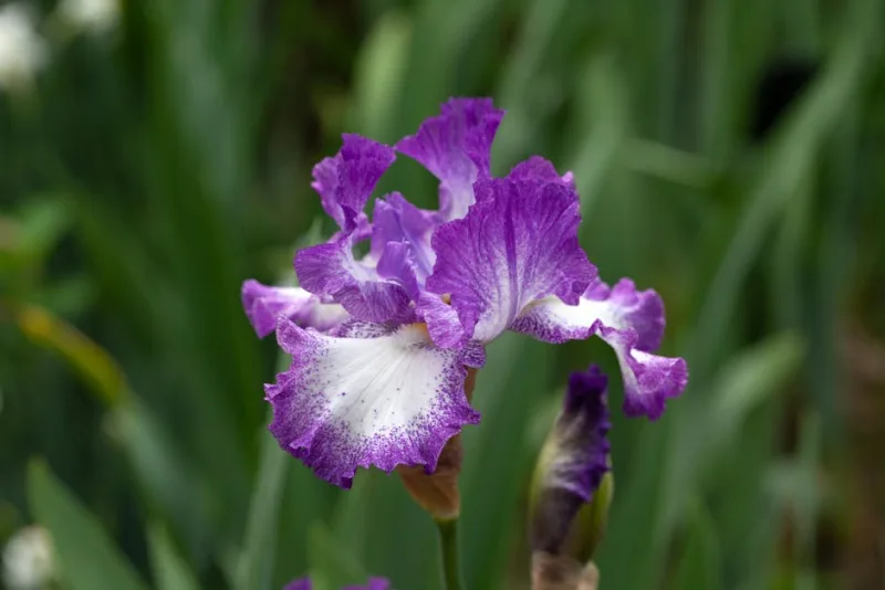 Iris Pallida Dalmatica - Iris pallida