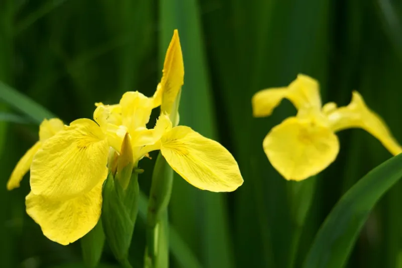 Iris Pseudacorus Bastardii - Iris pseudacorus var. bastardii