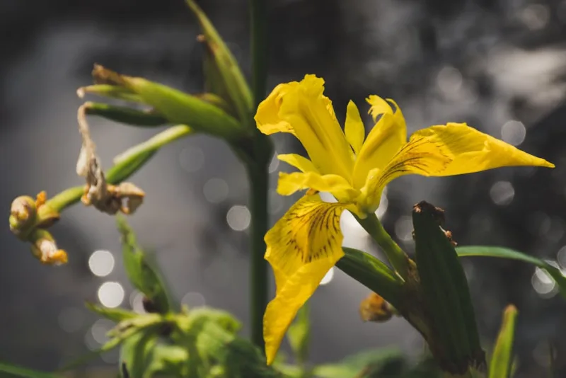 Iris Pseudacorus - Iris pseudacorus