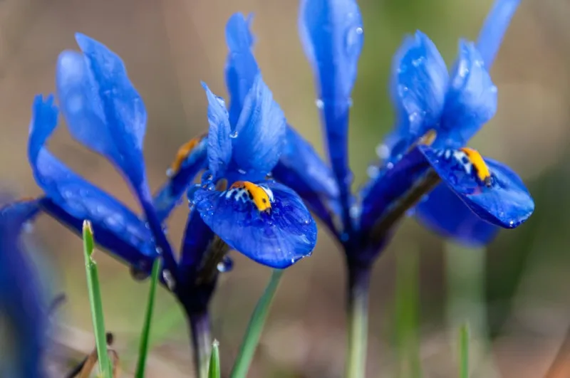 Iris Reticulata - Iris reticulata