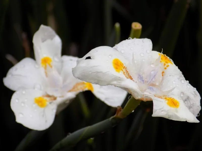 Iris Unguicularis - Iris unguicularis
