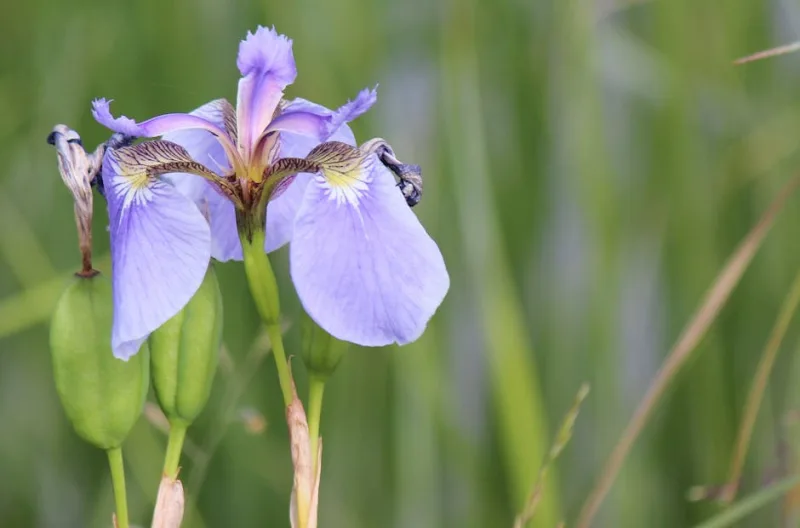 Iris Versicolor - Iris versicolor