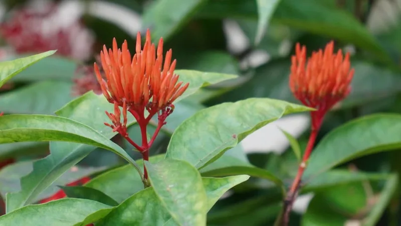 Ixora - Ixora coccinea