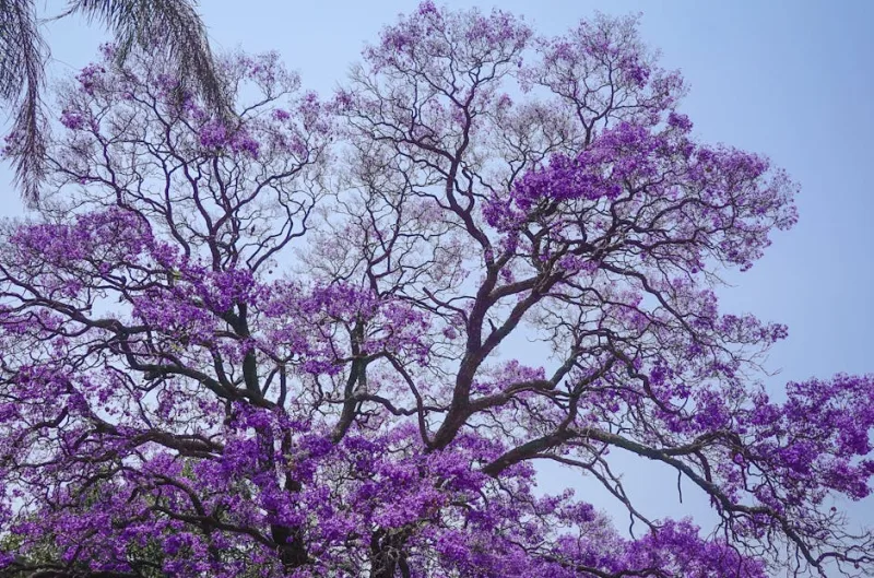 Jacaranda Bonsai - Jacaranda mimosifolia