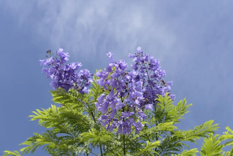 Jacaranda - Jacaranda mimosifolia