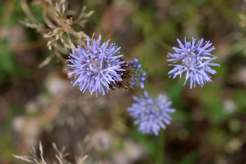 Jasione - Jasione laevis