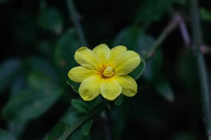 Jasminum Beesianum - Jasminum beesianum