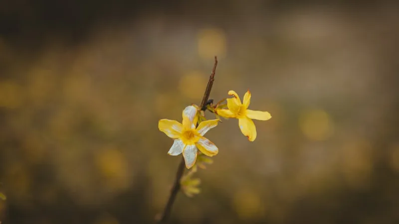 Jasminum Nudiflorum - Jasminum nudiflorum