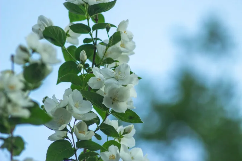 Jasminum Polyanthum - Jasminum polyanthum
