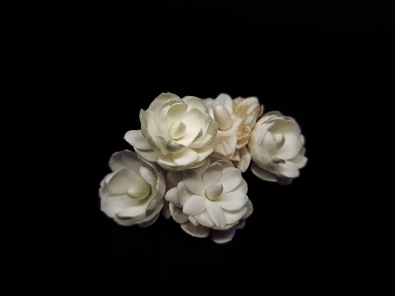 Jasminum Sambac - Jasminum sambac