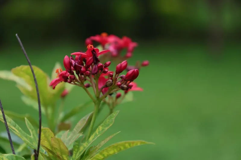 Jatropha Integerrima - Jatropha integerrima
