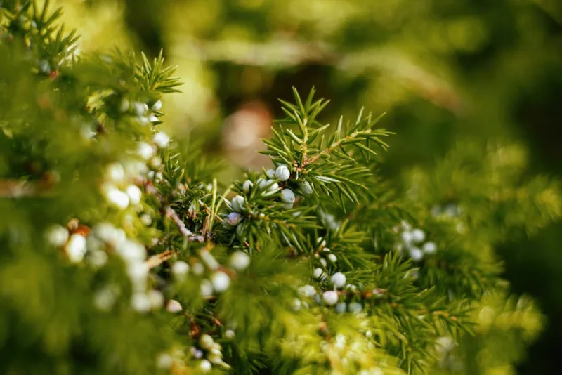 Juniperus Horizontalis - Juniperus horizontalis
