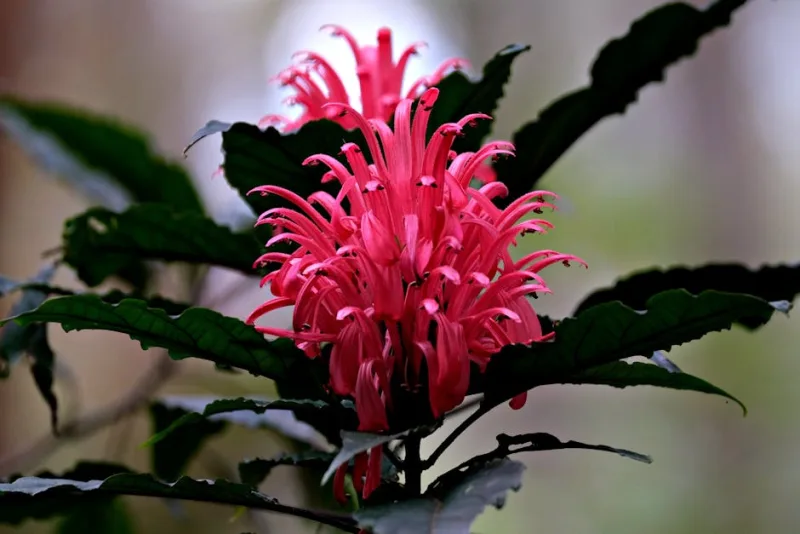 Justicia - Justicia brandegeeana