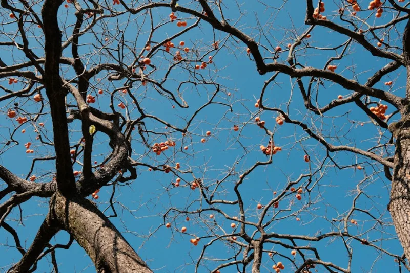Kaki in Fiore - Diospyros kaki